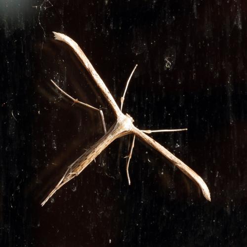 Emmelina monodactyla
